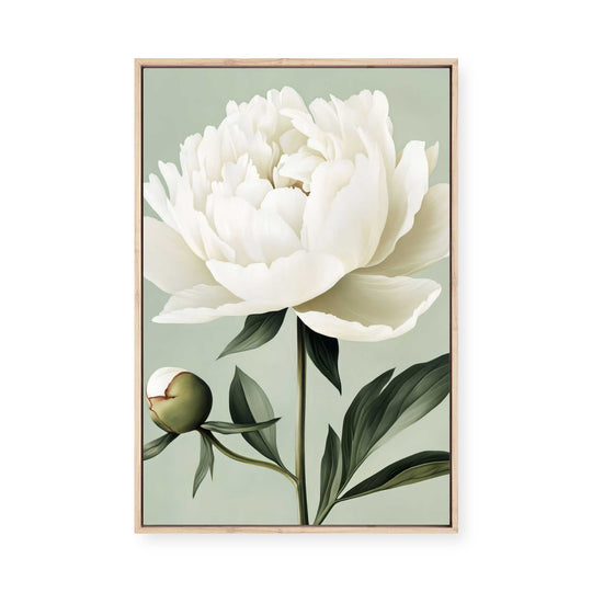 White Peony | Framed Canvas