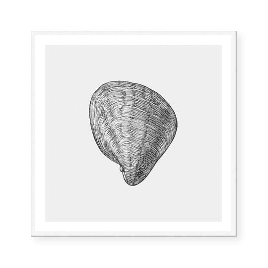 Antique Shell III