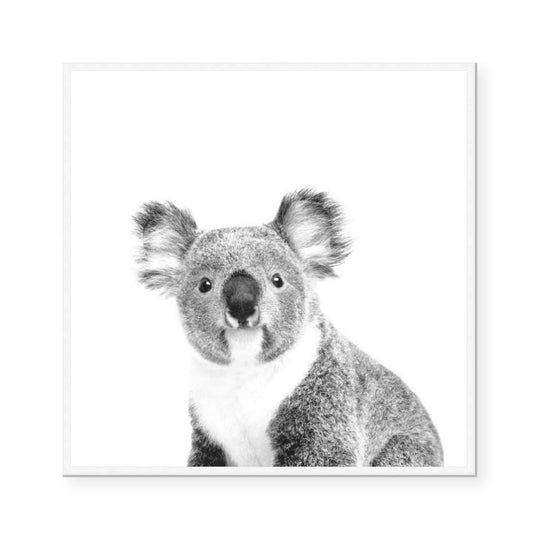 Australiana | The Koala