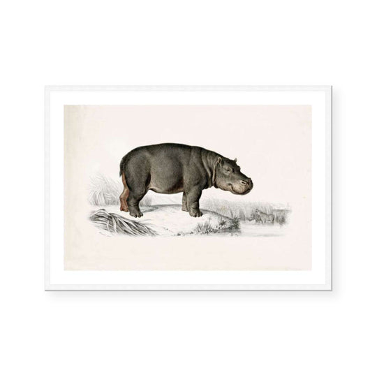 Botanic Antique | Hippo