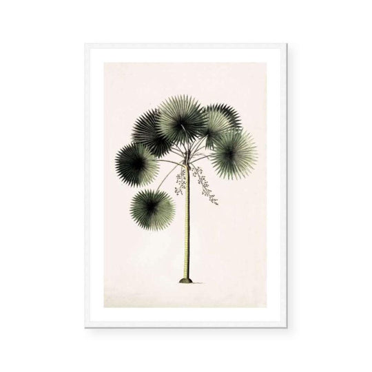 Botanic Antique | Palms