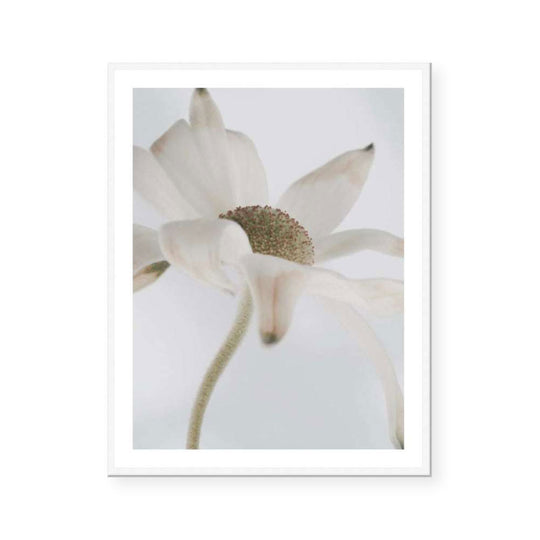 Flannel Flower