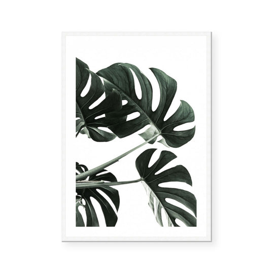 Great Monstera
