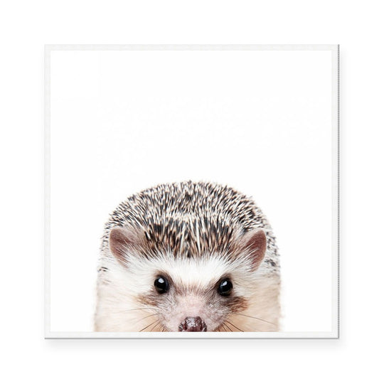 Hedgehog | Square