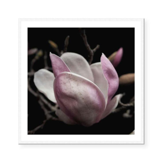 Magnolia Blush