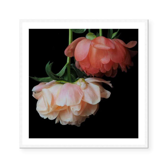 Peony Pair