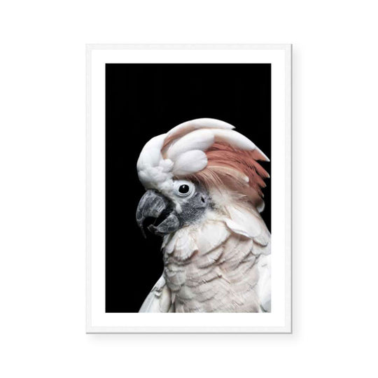 Pink Cockatoo