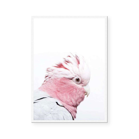 Pink Galah