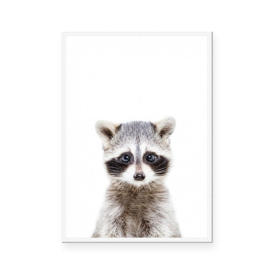 Racoon