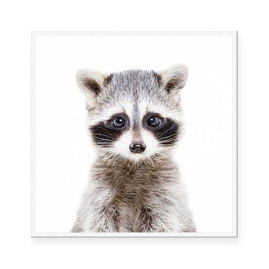 Raccoon | Square