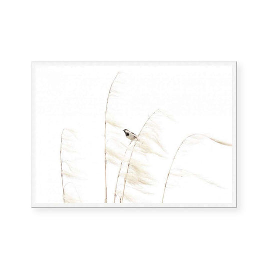 Sparrow Amongst the Pampas